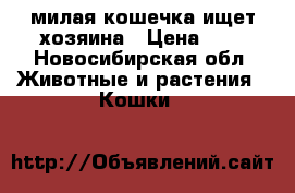 милая кошечка ищет хозяина › Цена ­ 1 - Новосибирская обл. Животные и растения » Кошки   